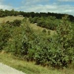 Yellowgum Road (2004)