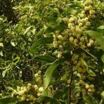 Acacia
