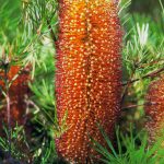 Banksia Spinulosa