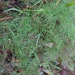 Coral fern