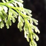 Jungle Bristle Fern