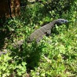 Lace Monitor