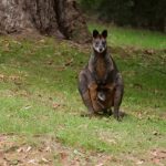 Swamp Wallaby