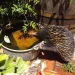 Echidna